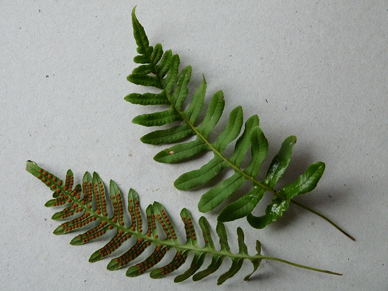 Polypodium vulgare / Polipodio comune